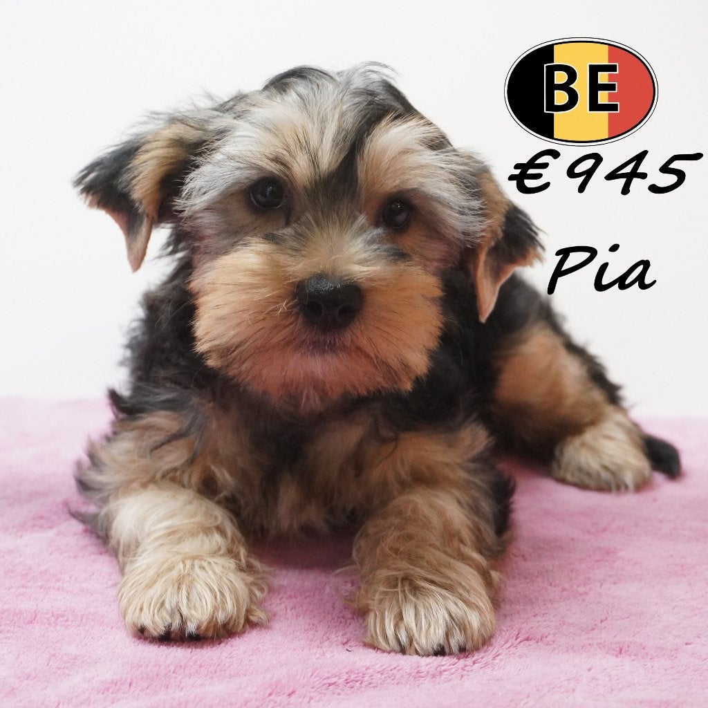 Yorkshire Terriër Pia, adorable femelle à vendre (belge), Animaux & Accessoires, 15 semaines à 1 an, Commerçant, Yorkshire Terrier