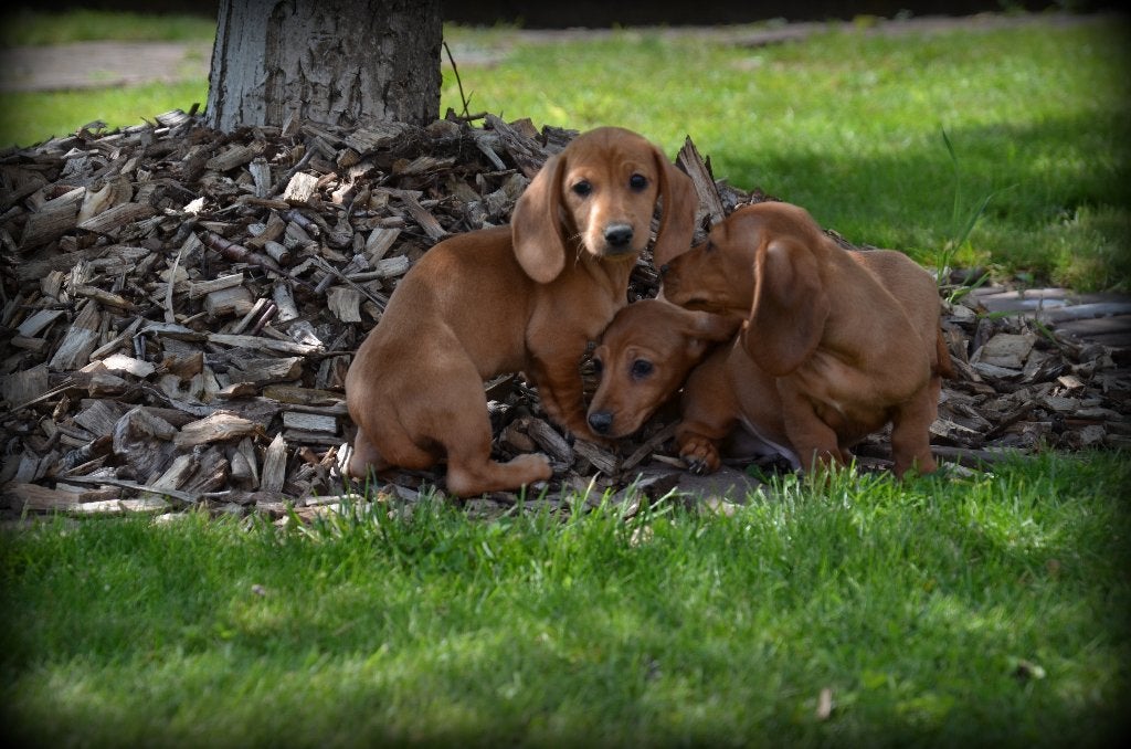 Chiots teckel à poil court, 15 semaines à 1 an, Poils courts, Maladie de Carré (chiens), Éleveur | Professionnel