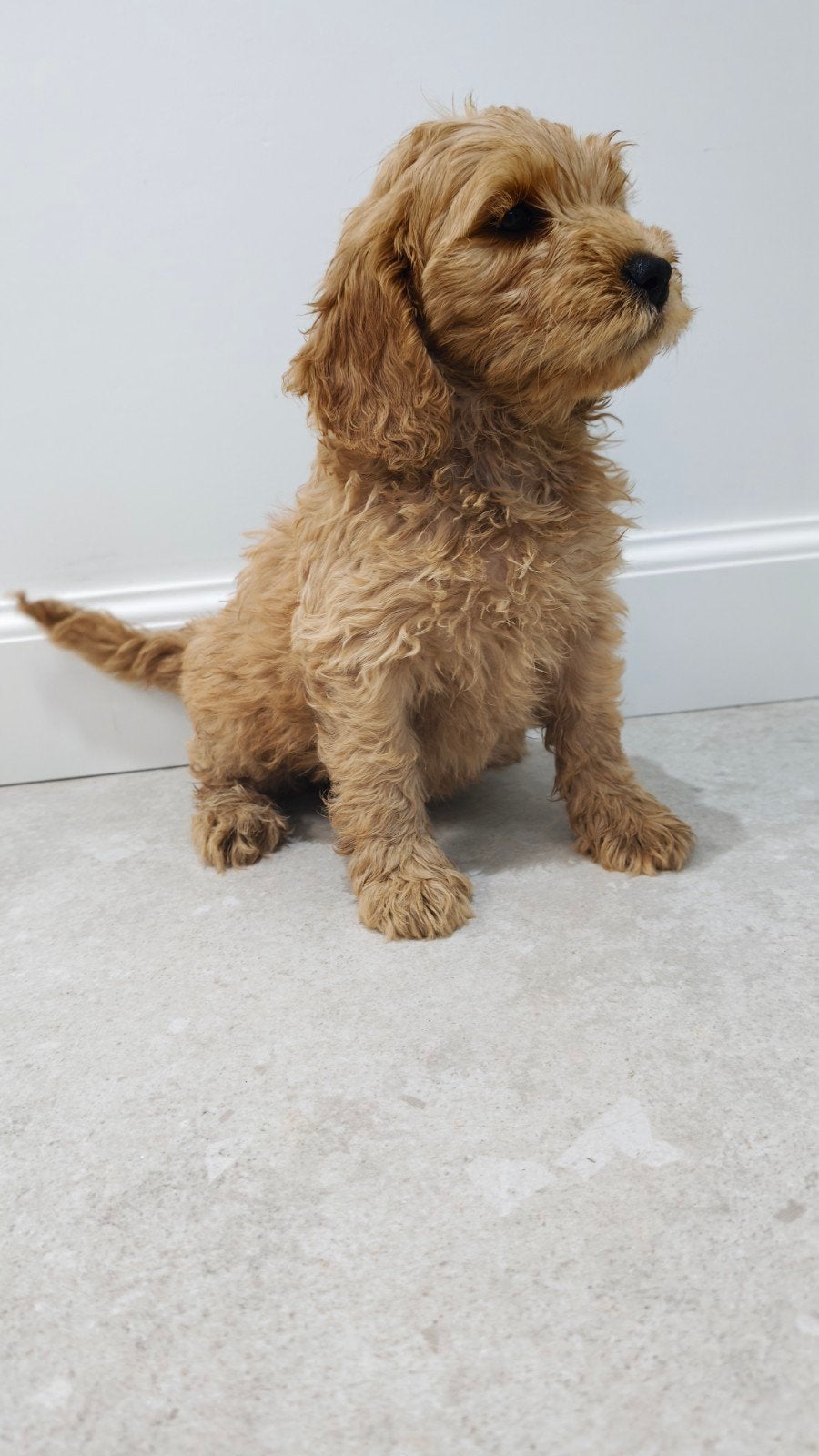 Labradoodle pups abrikoos met stamboom, Particulier, Autres races, 8 à 15 semaines, Plusieurs