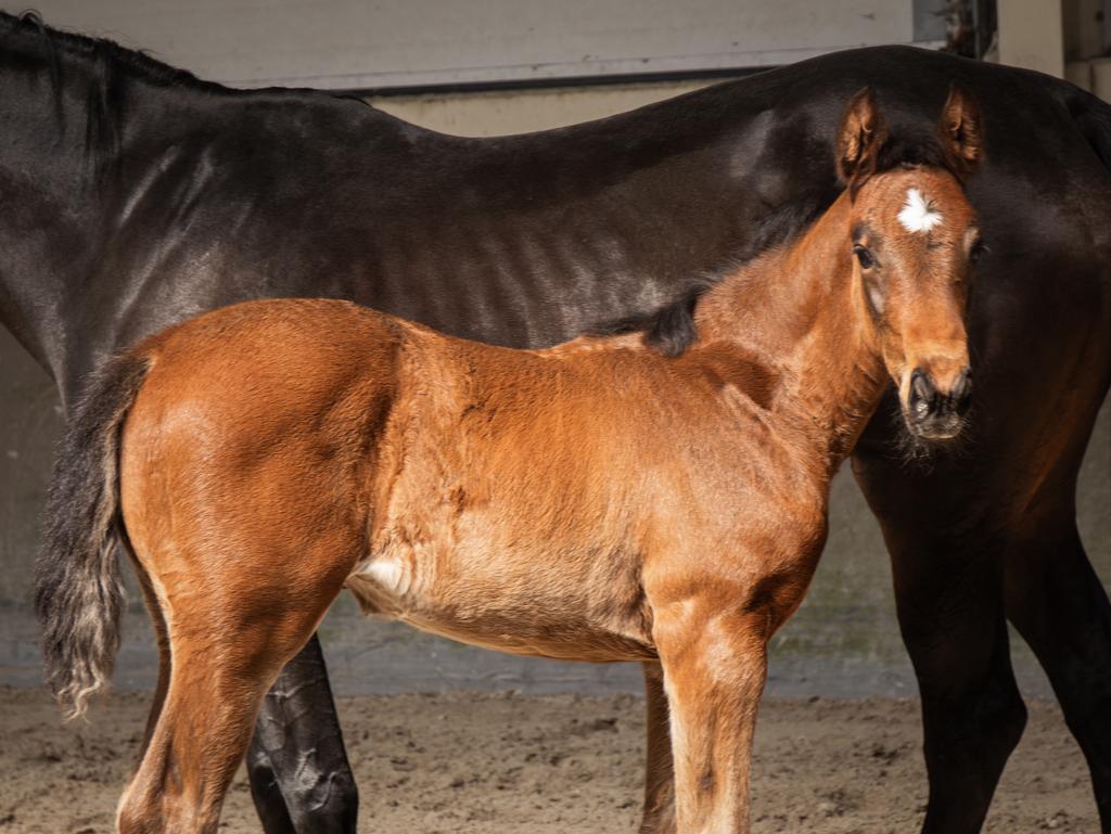 Springgefokte veulen merrie, Dieren en Toebehoren, Merrie, Springpaard, 0 tot 2 jaar, Met stamboom
