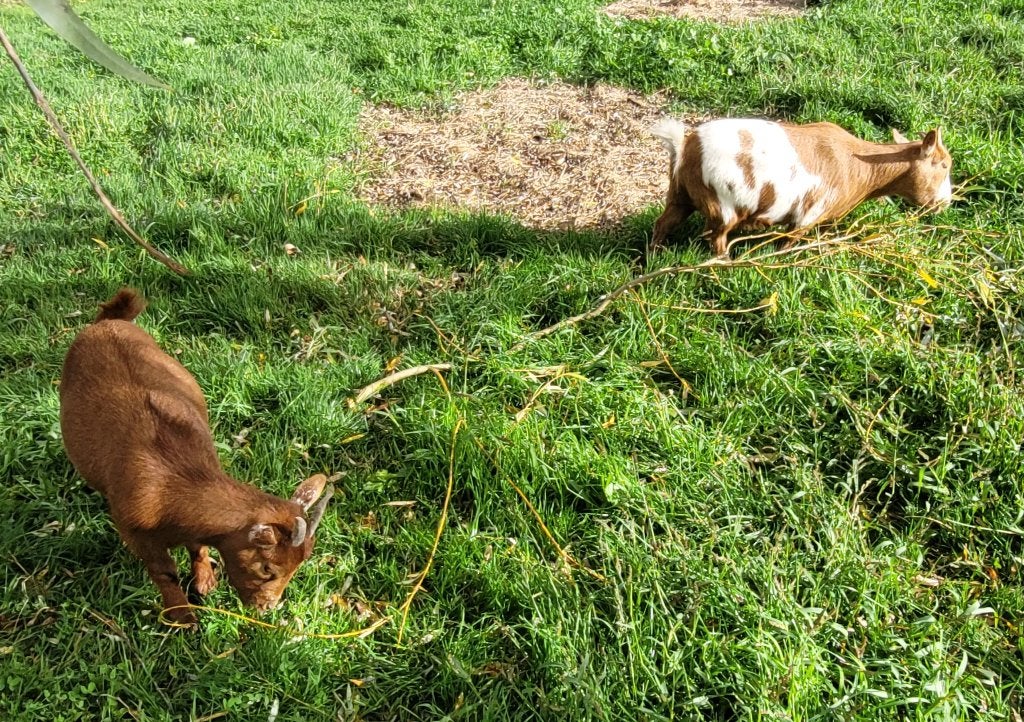 Dwerggeitje, Dieren en Toebehoren, Vrouwelijk, Geit, 0 tot 2 jaar