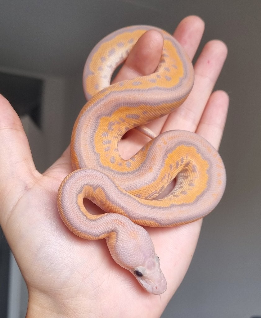 1.0 banana black pastel spotnose od clown Ball Python photo 2