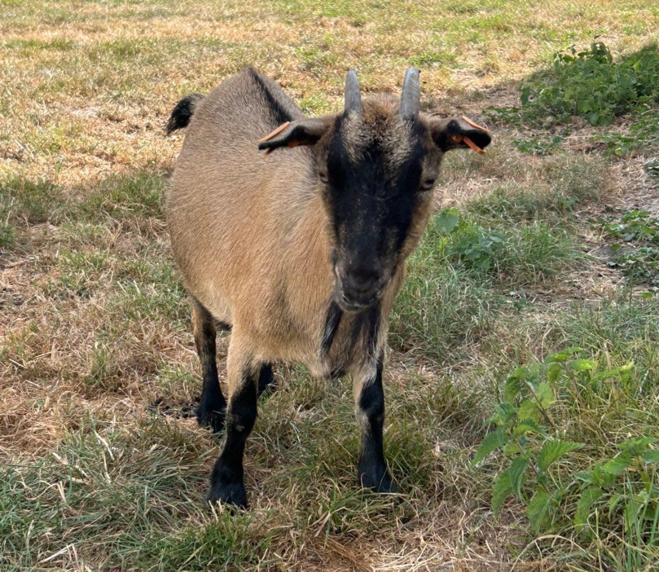Dwerggeit mieke, Dieren en Toebehoren, Schapen, Geiten en Varkens, Vrouwelijk, Geit, 3 tot 5 jaar