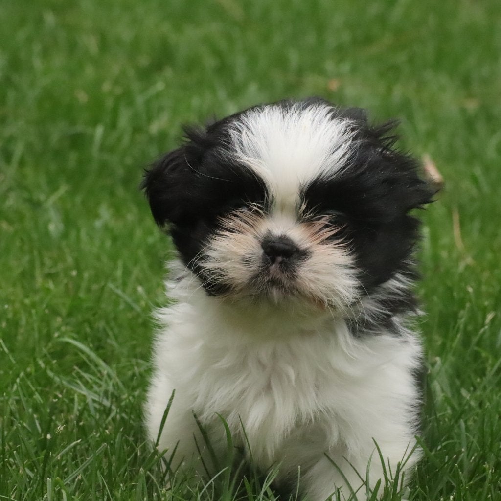 Shih-Tzu, Autres races, Plusieurs, Hépatite contagieuse (maladie de Rubarth), Belgique