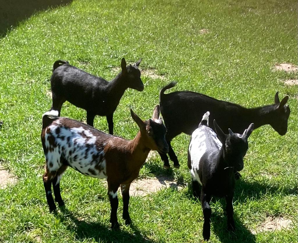 Dwerggeiten met stamboom, Dieren en Toebehoren, Schapen, Geiten en Varkens