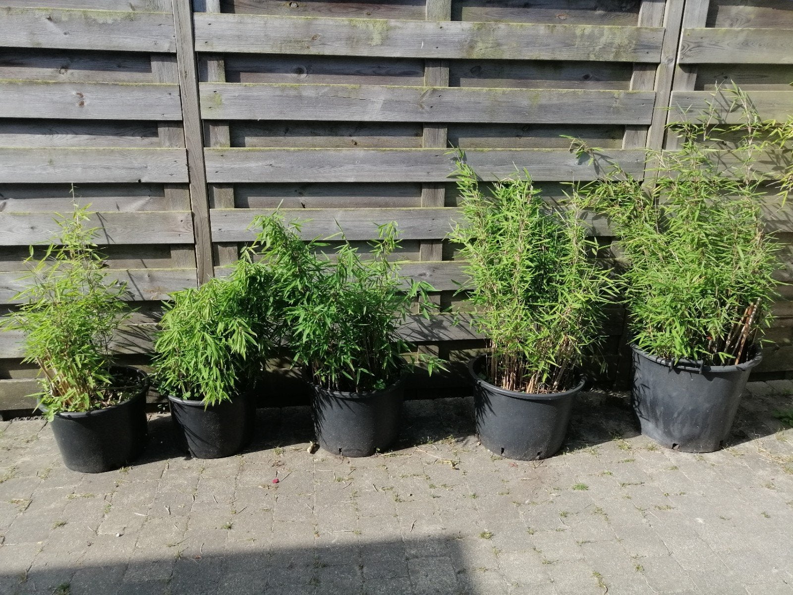 BAMBOU FARGESIA NITIDA20a 50€, Jardin & Terrasse, Autres espèces, Ne fleurit pas, Enlèvement, Plante fixe