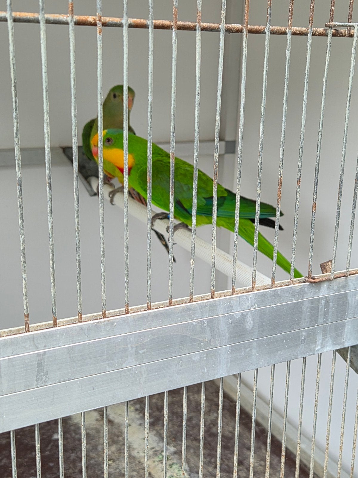 Samen in 1ne koop  lees beschrijving, Dieren en Toebehoren