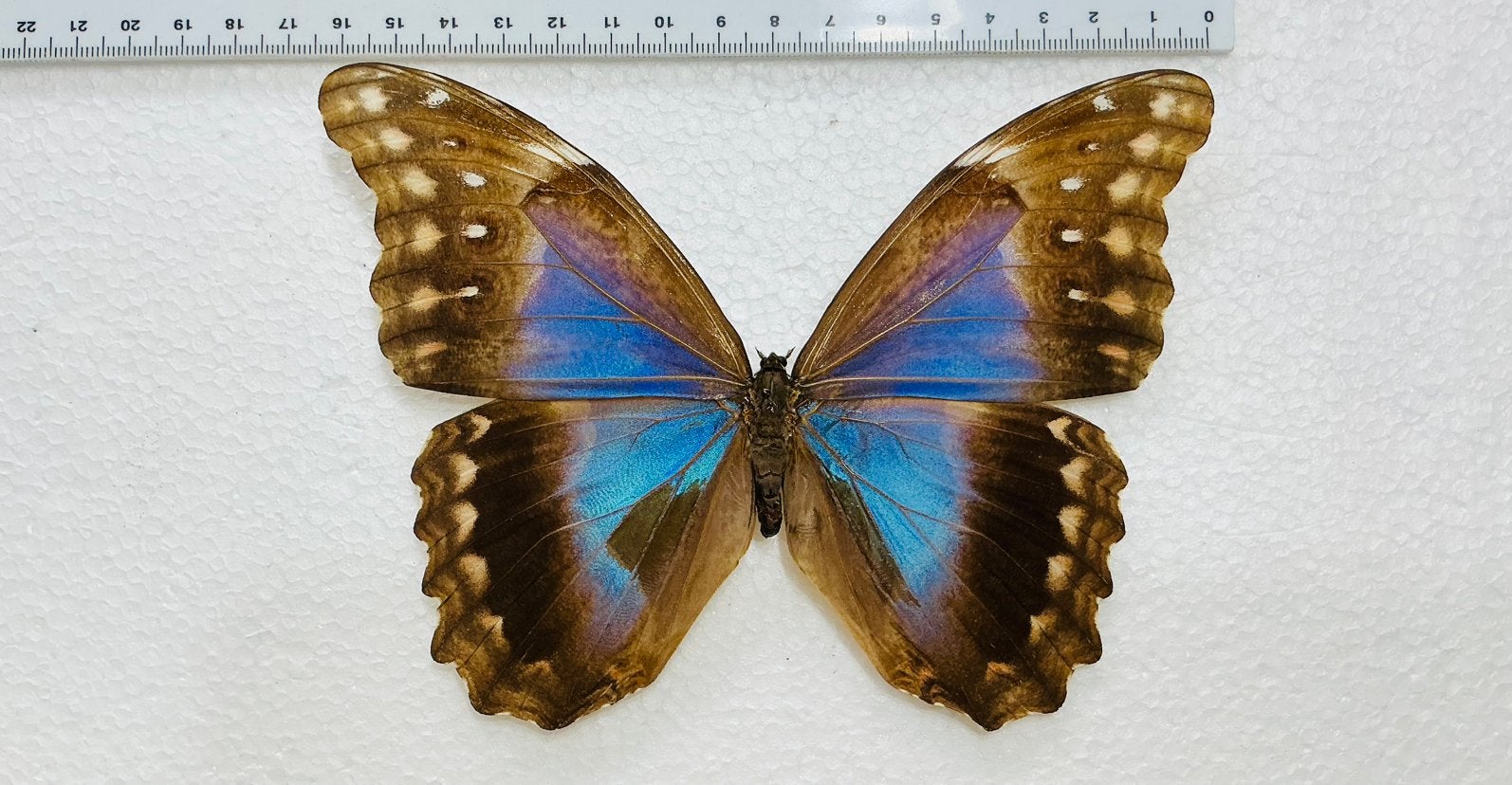 Vrouwelijke MORPHO didius, HALVE PRIJS, Enlèvement, Comme neuf