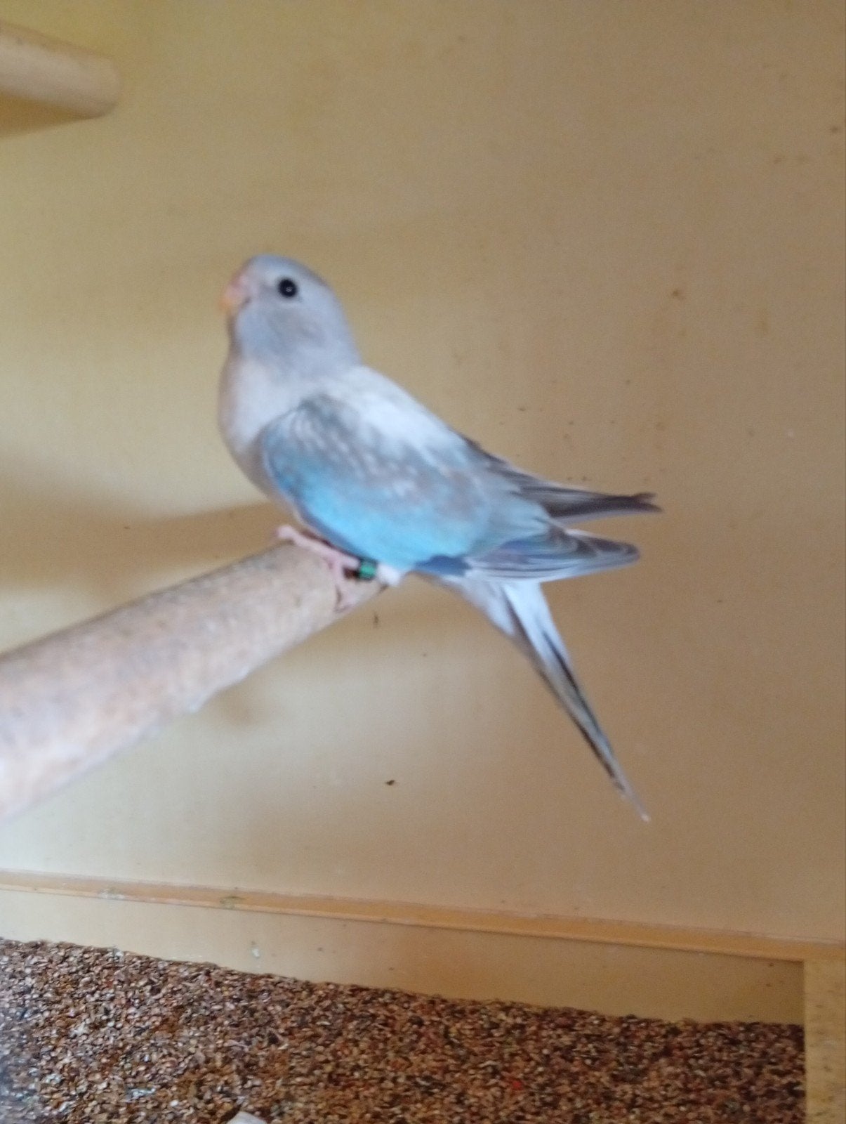 Splendid cinnamon blauw opaline (zilver )26, Dieren en Toebehoren, Geringd