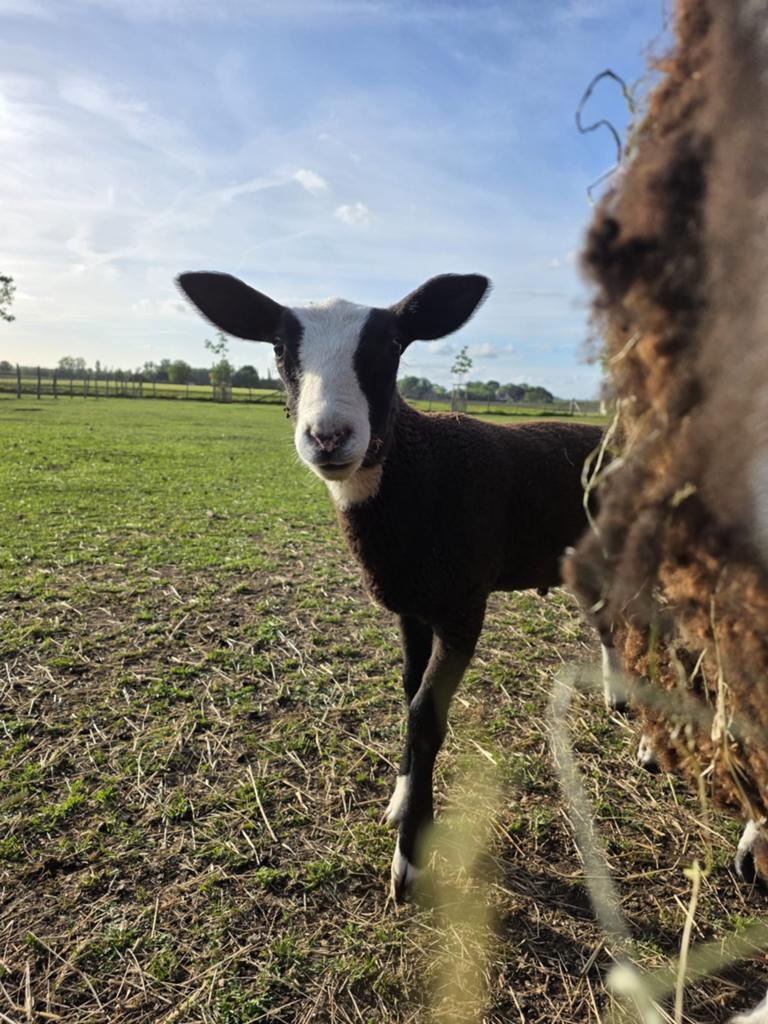 Zwartbles ramlam, Dieren en Toebehoren, Schapen, Geiten en Varkens, Schaap