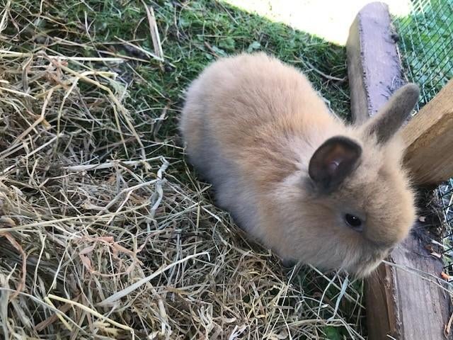 konijn, Dieren en Toebehoren, Konijnen, Mannelijk, Dwerg, 0 tot 2 jaar