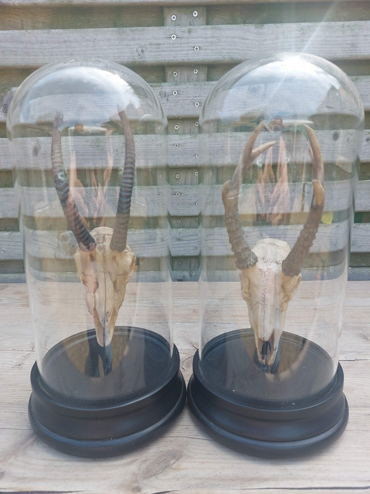 springbok en impala schedels, Enlèvement ou Envoi