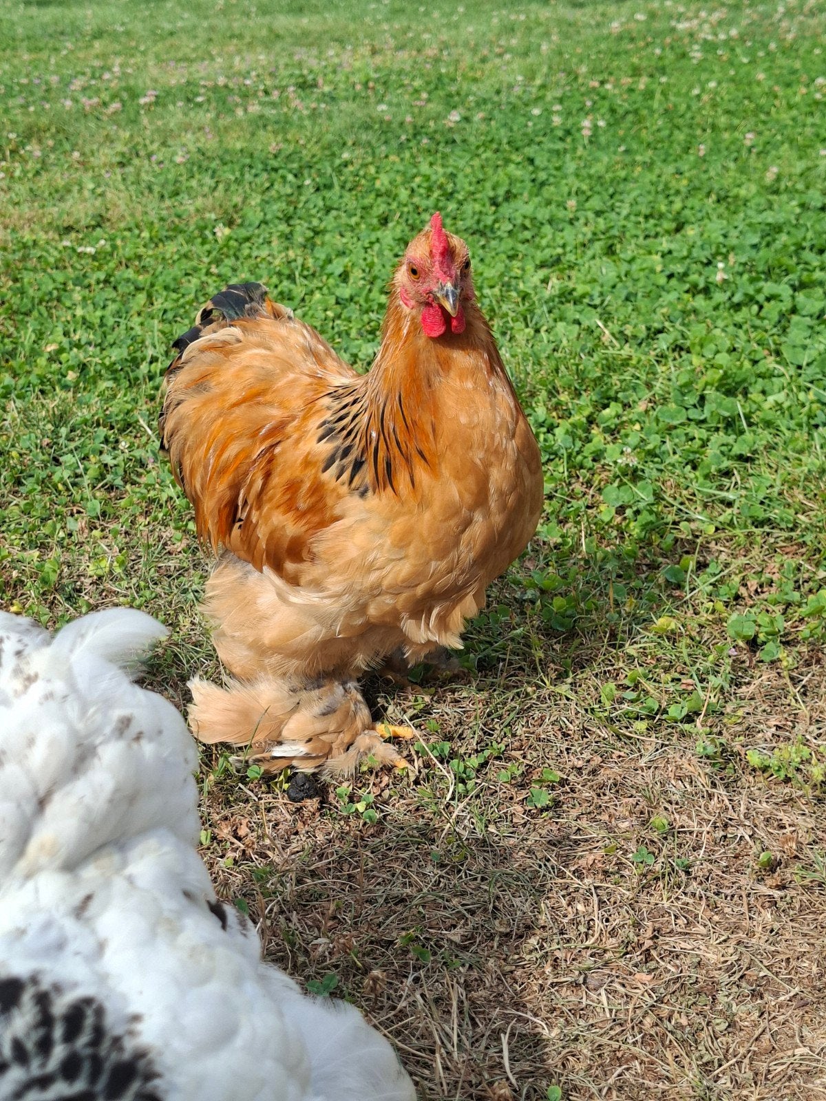 3 jonge haantjes, Dieren en Toebehoren, Pluimvee, Mannelijk, Kip