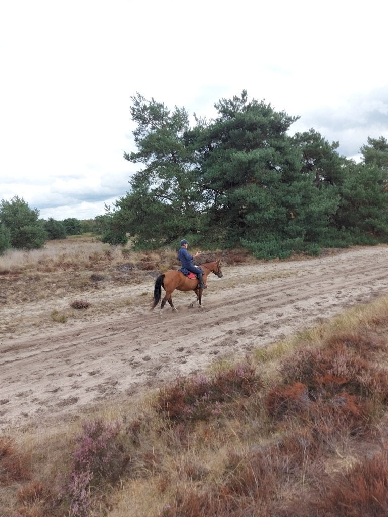 halve stal aangeboden, Dieren en Toebehoren, Merrie, Minder dan 160 cm, Met stamboom, Niet van toepassing