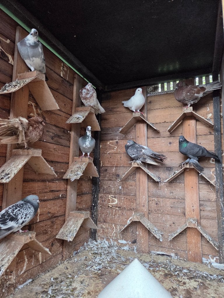 Tuimelaar en postduif te koop, Dieren en Toebehoren, Postduif