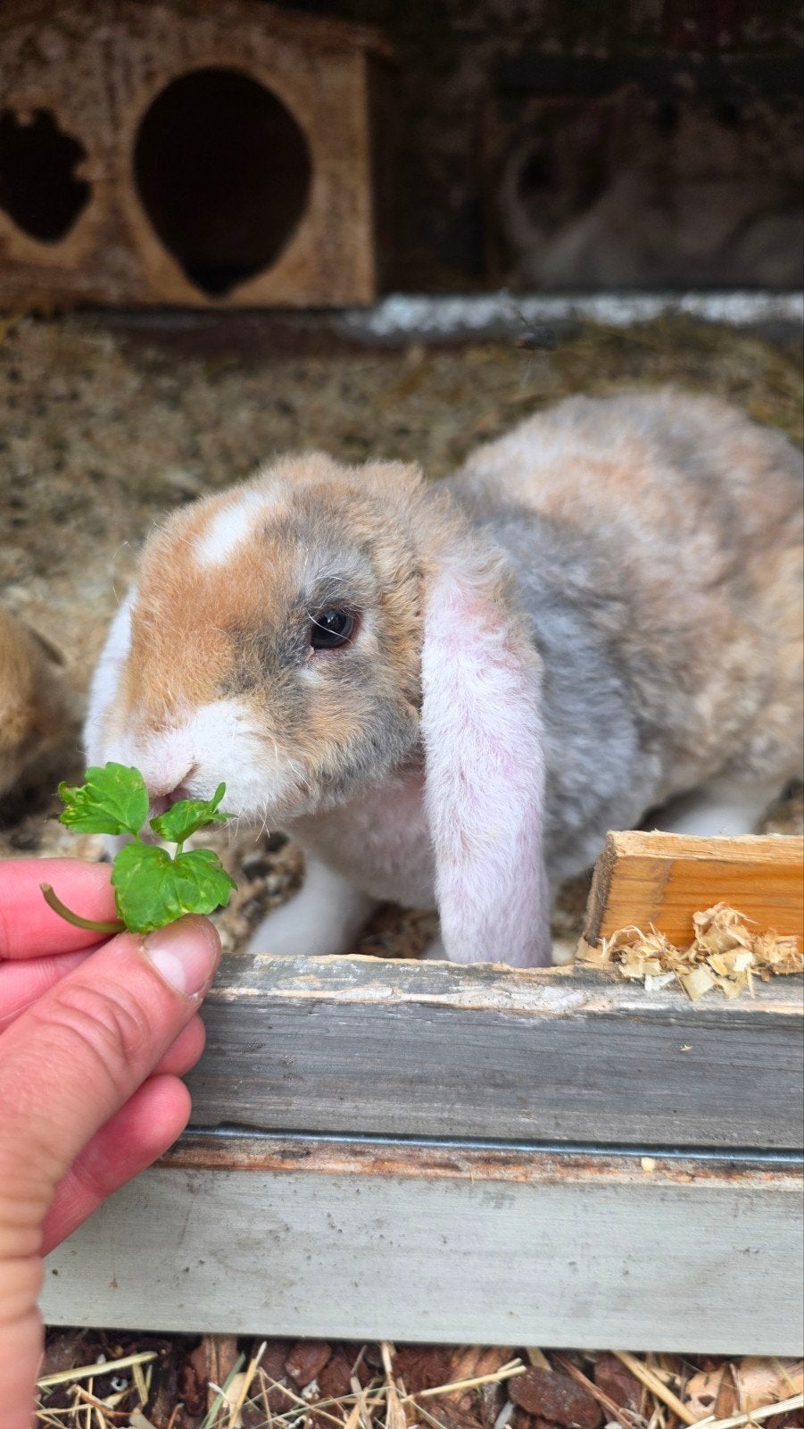 Rex widder konijntjes 10w zoeken een liefdevol huisje! 🐰, Dieren en Toebehoren, Konijnen, Hangoor