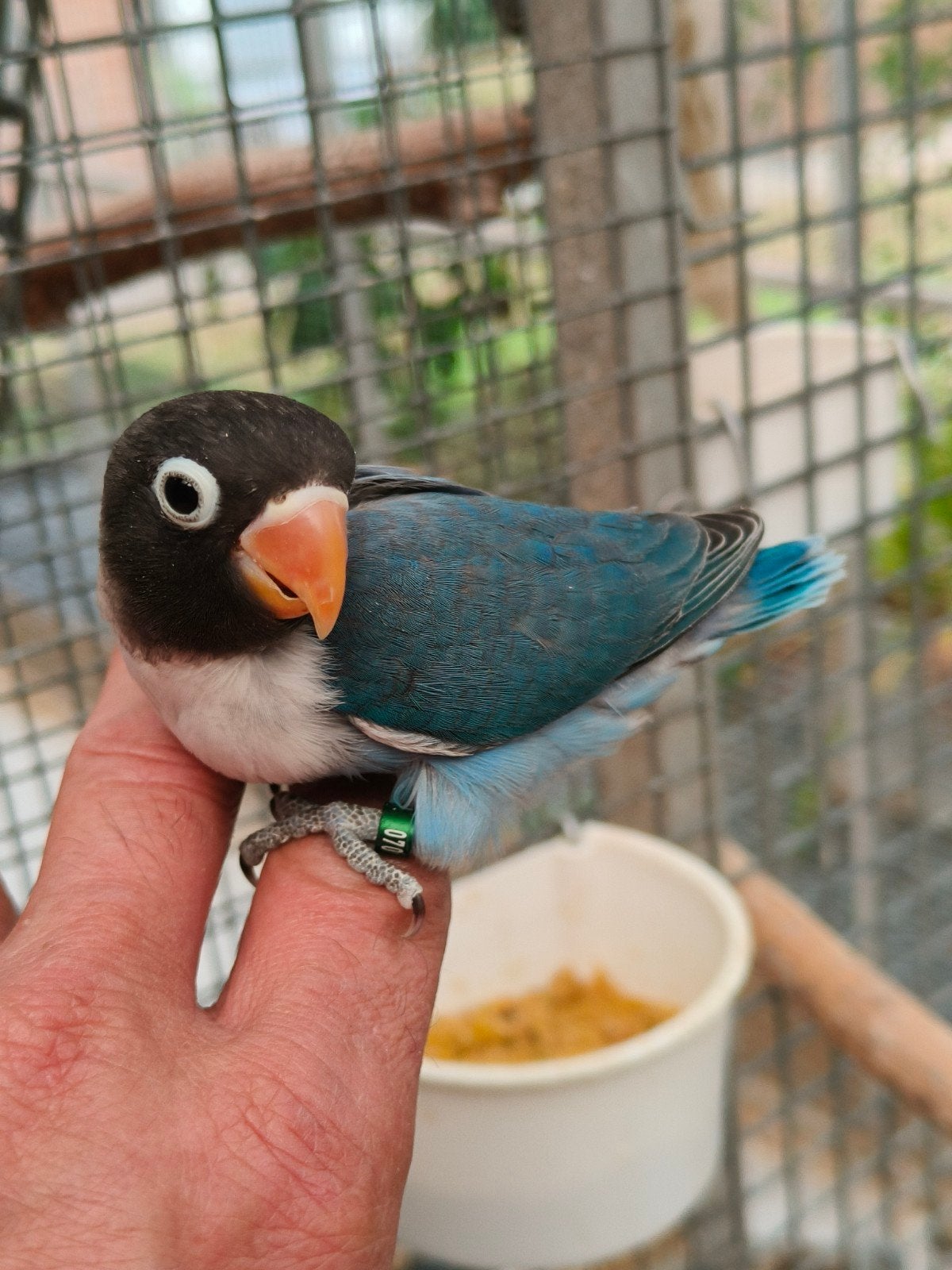 jonge personata blauw, Geringd