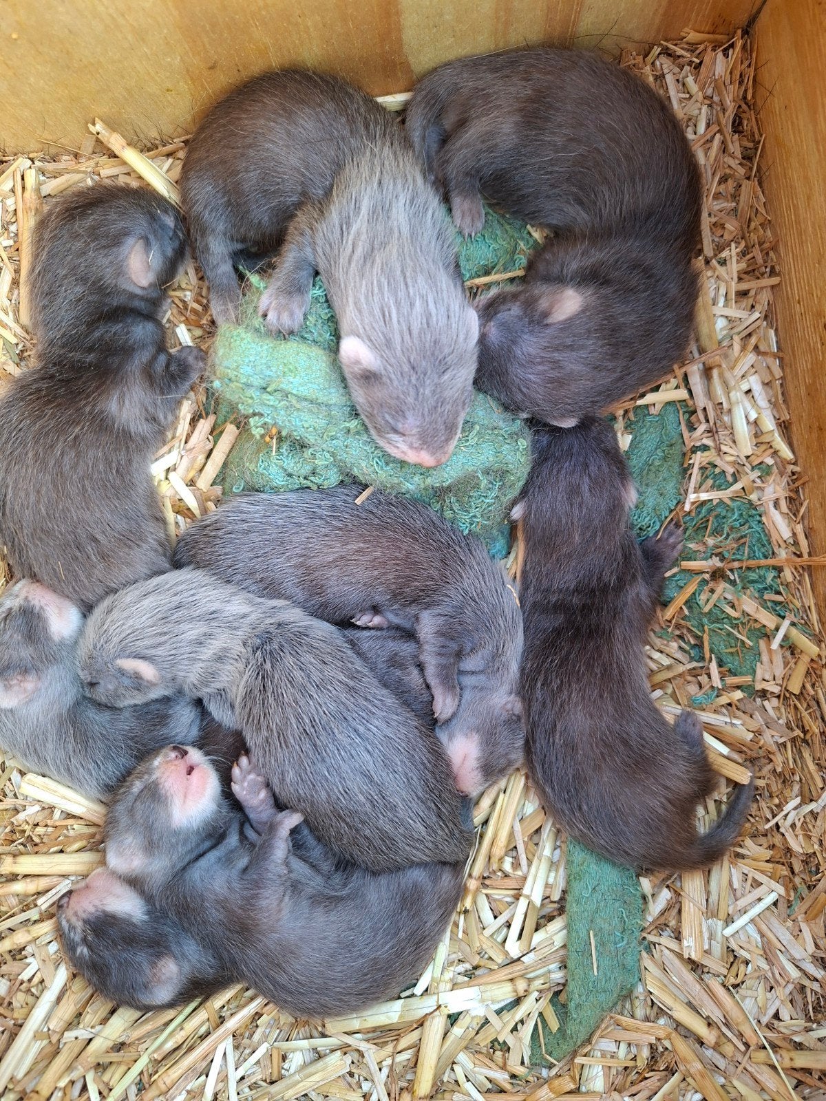 Handtamme fretjes, Dieren en Toebehoren, Konijnen