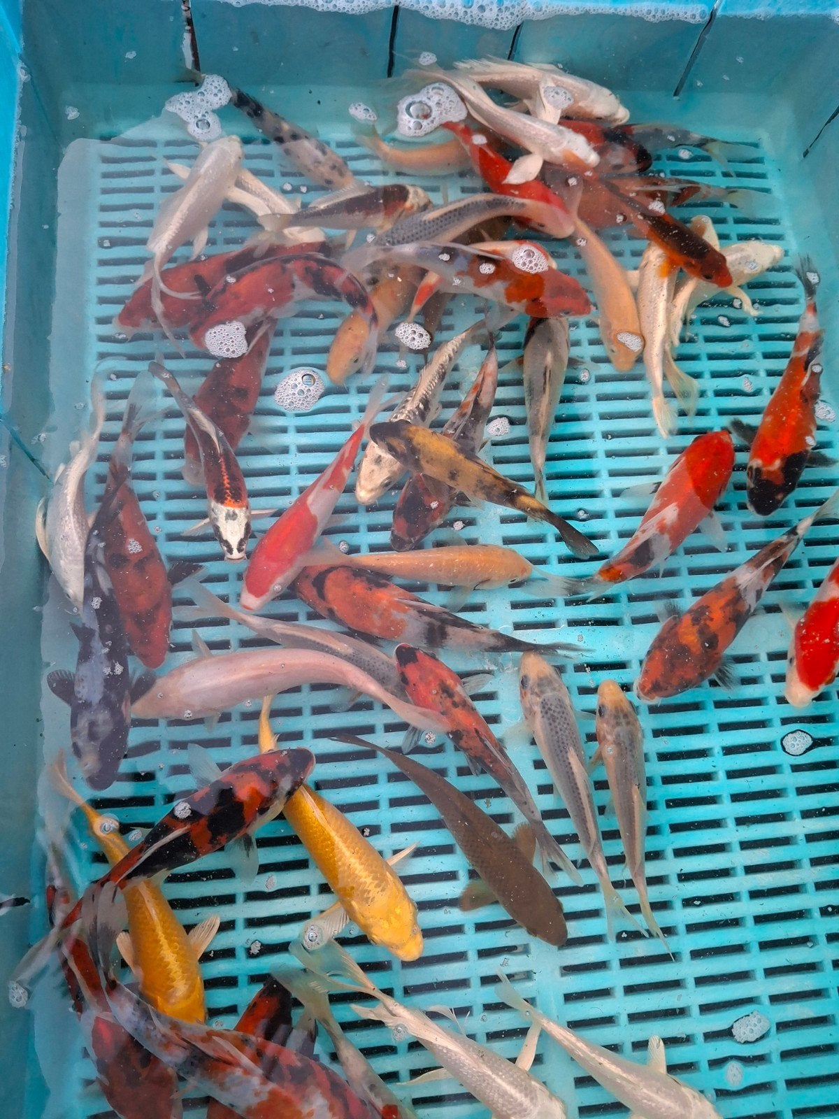 verschillende maten koi (en steur), Dieren en Toebehoren, Vissen | Vijvervissen, Karper of Koi