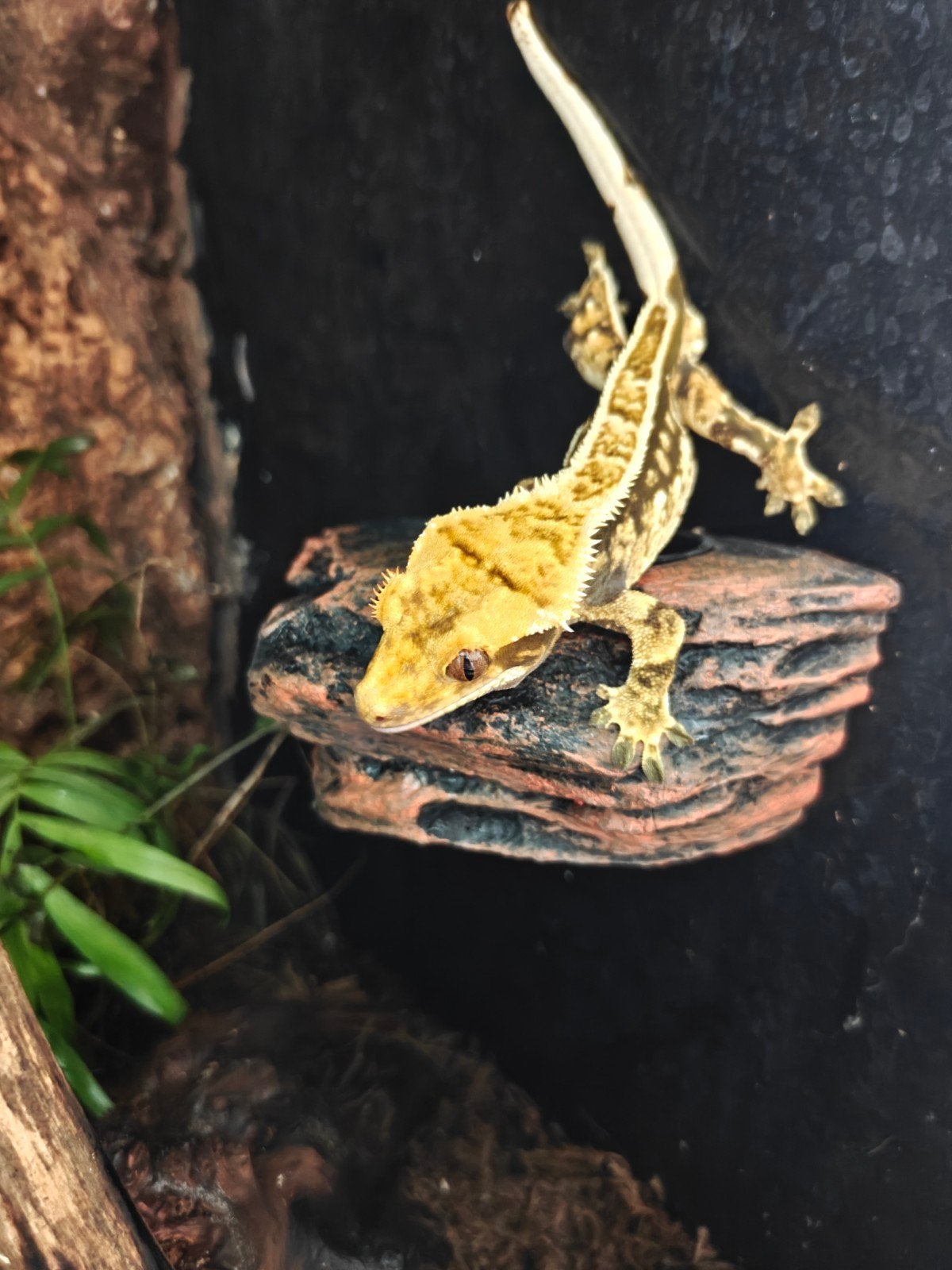 Wimpergecko man, Overige soorten, 3 tot 6 jaar