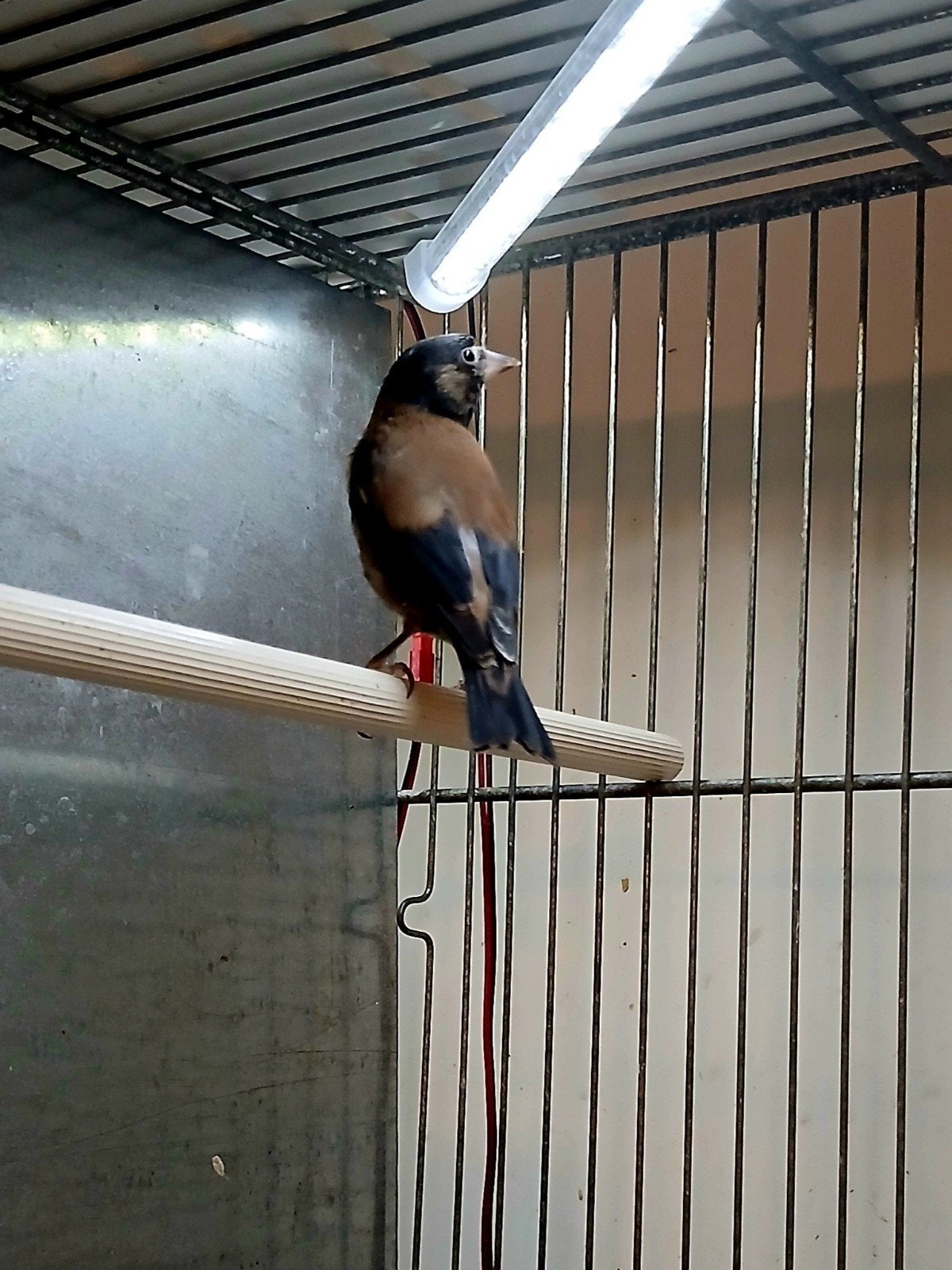 chardonneret noir, Animaux & Accessoires, Oiseaux | Canaris