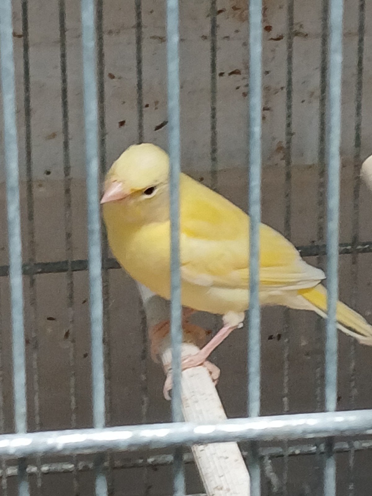 Jonge kanaries, Dieren en Toebehoren, Meerdere dieren, Zangkanarie