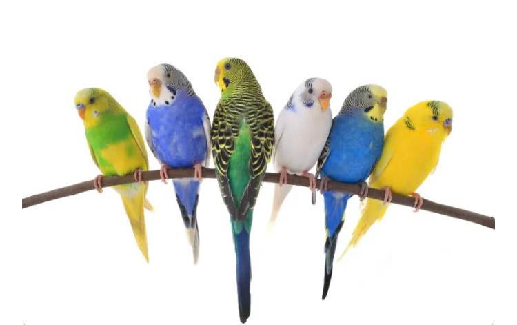 Grasparkieten te koop, Dieren en Toebehoren