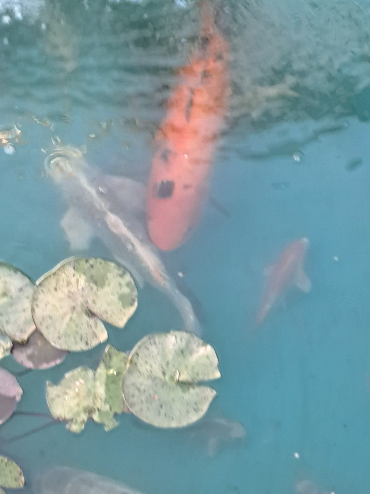 Koi, Ophalen