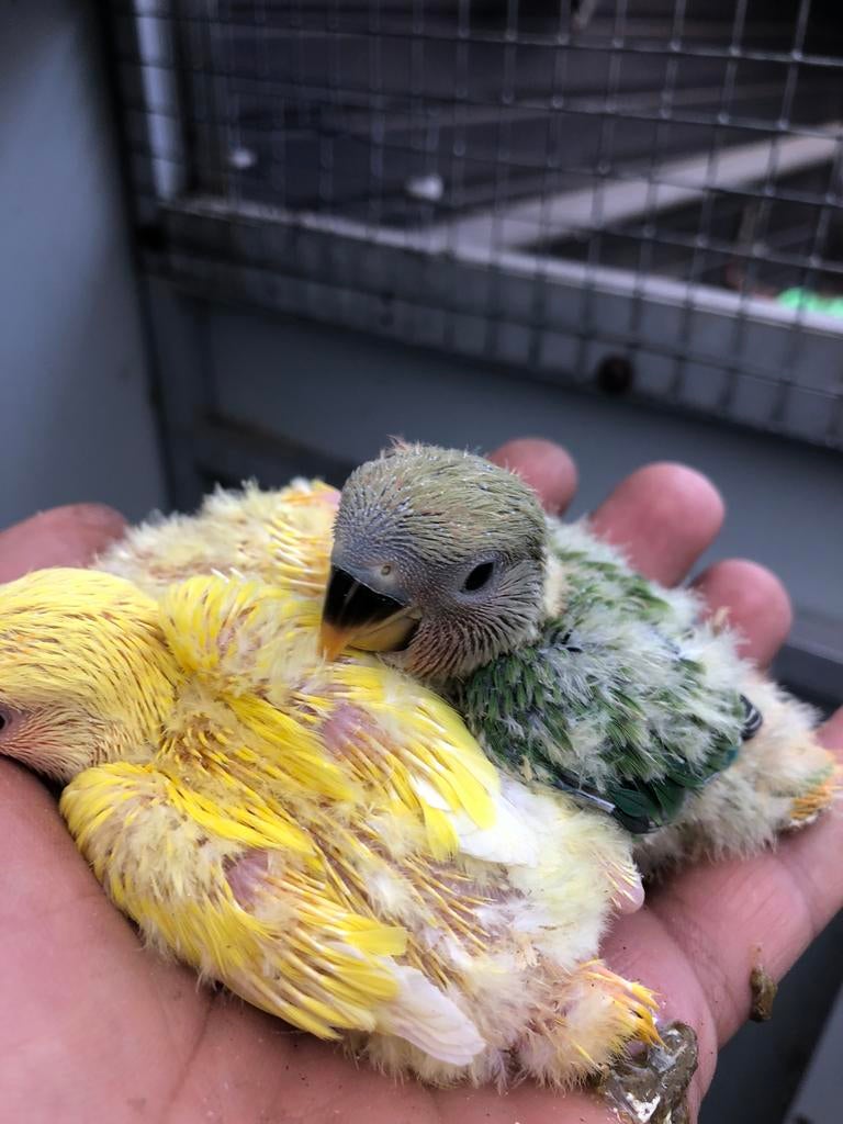 Groen en geel baby dwergpapegaai