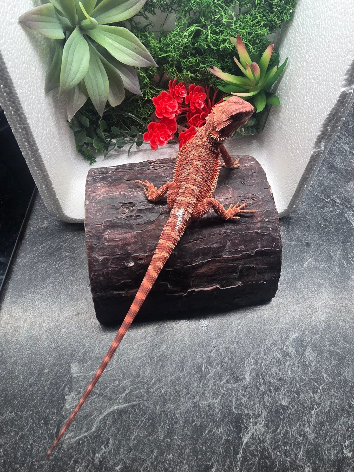 100% red monster hypo man