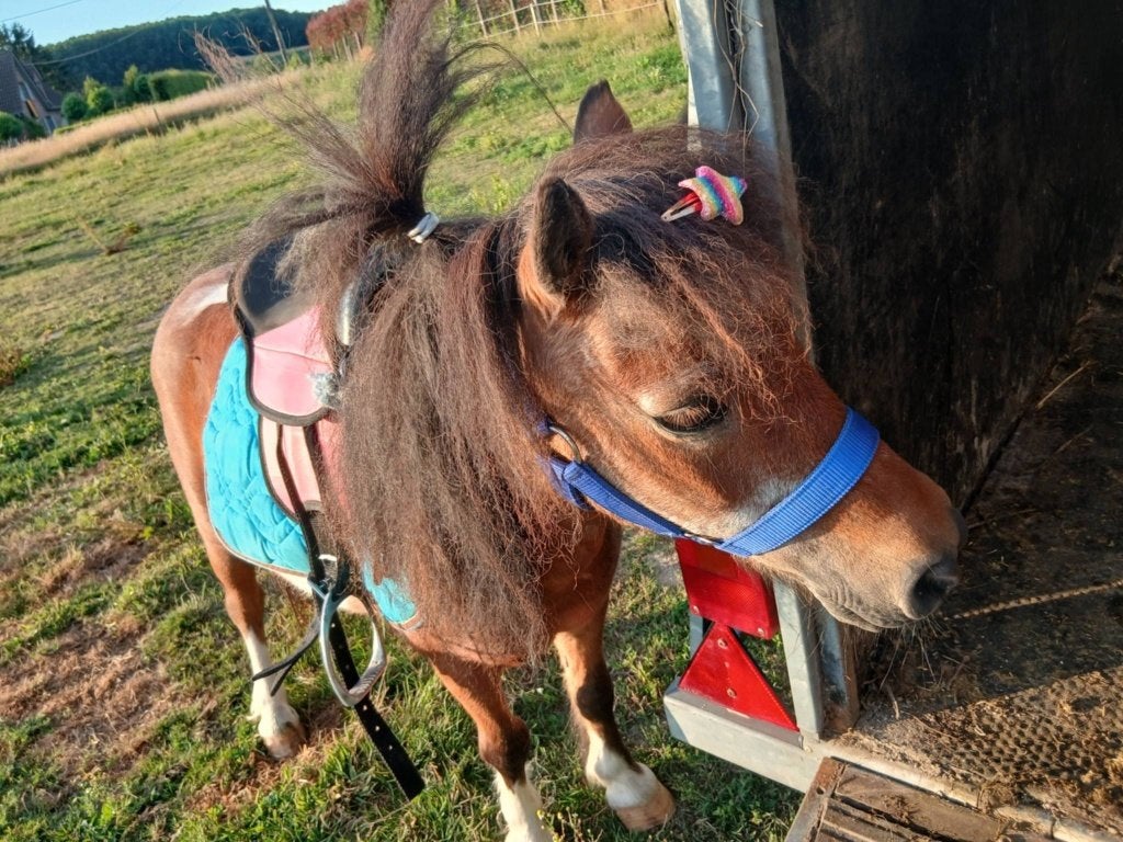 Kindrrpony, Merrie, Zadelmak, A pony (tot 1.17m), 11 jaar of ouder