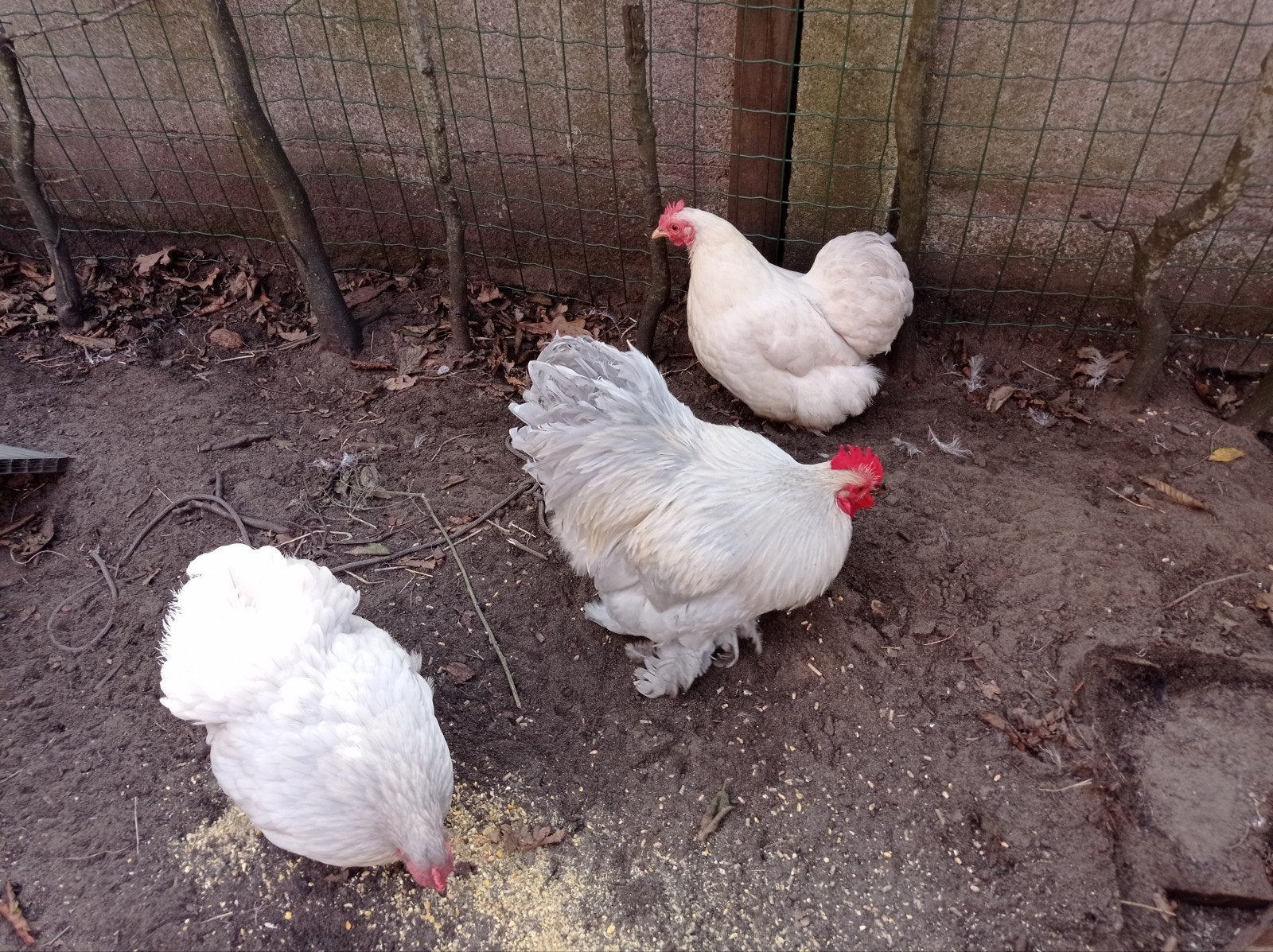 cochin krieltjes, Dieren en Toebehoren