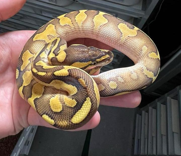 Python Regius Wookie enchi yb 100% het clown 0.1, Dieren en Toebehoren, Reptielen en Amfibieën, Slang, Tam, 0 tot 2 jaar