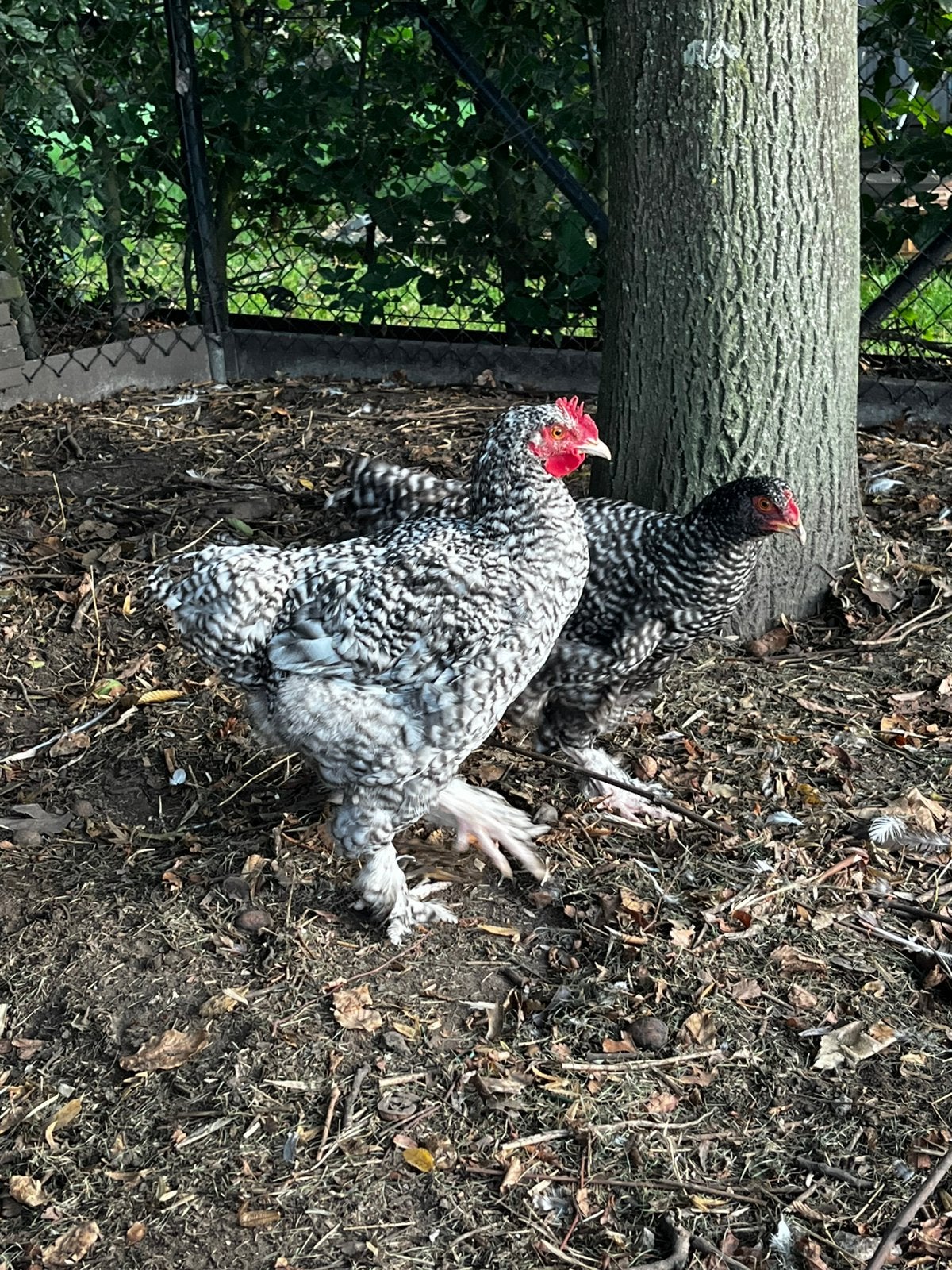 Jonge Mechelse koekoek haan, Mâle, Poule ou poulet