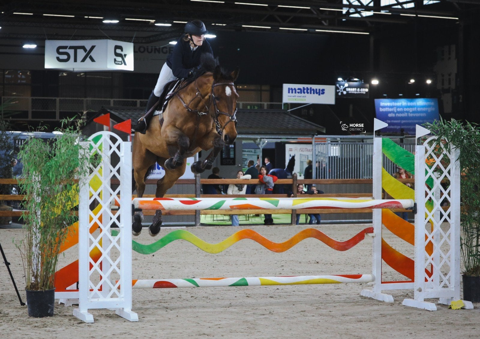 KWPN Springmerrie Action-Breaker, Dieren en Toebehoren, Merrie, Springpaard, M, 170 tot 175 cm