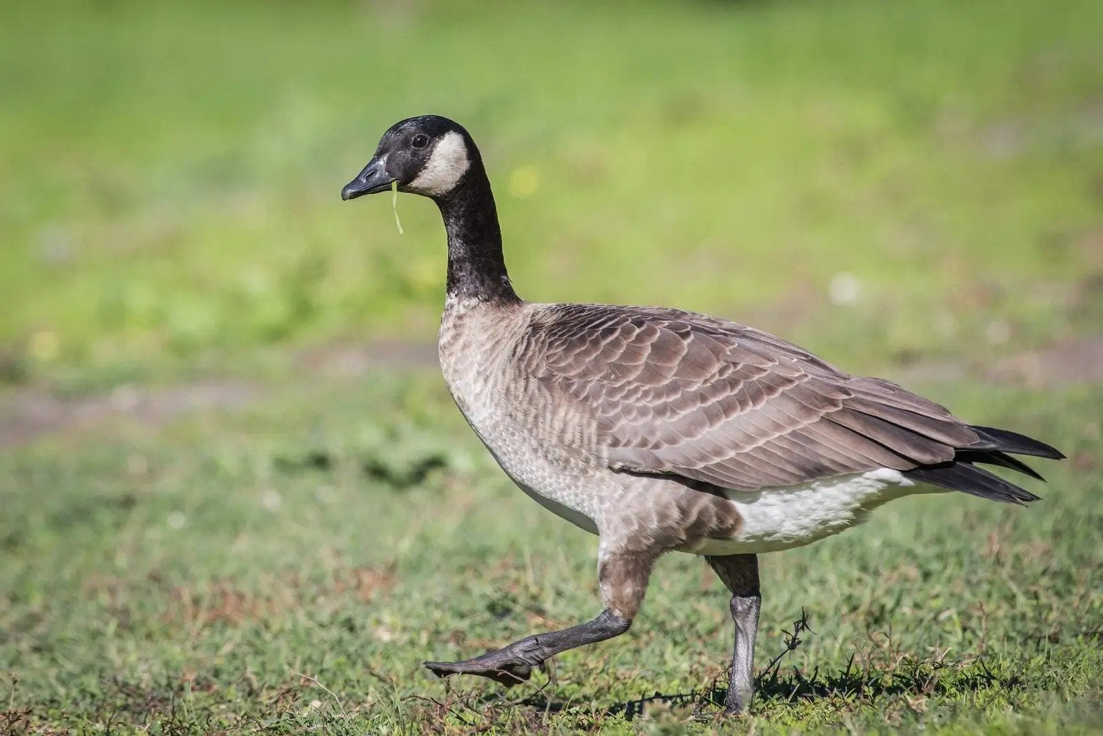 gezocht cackling gans, Dieren en Toebehoren, Meerdere dieren, Gans of Zwaan