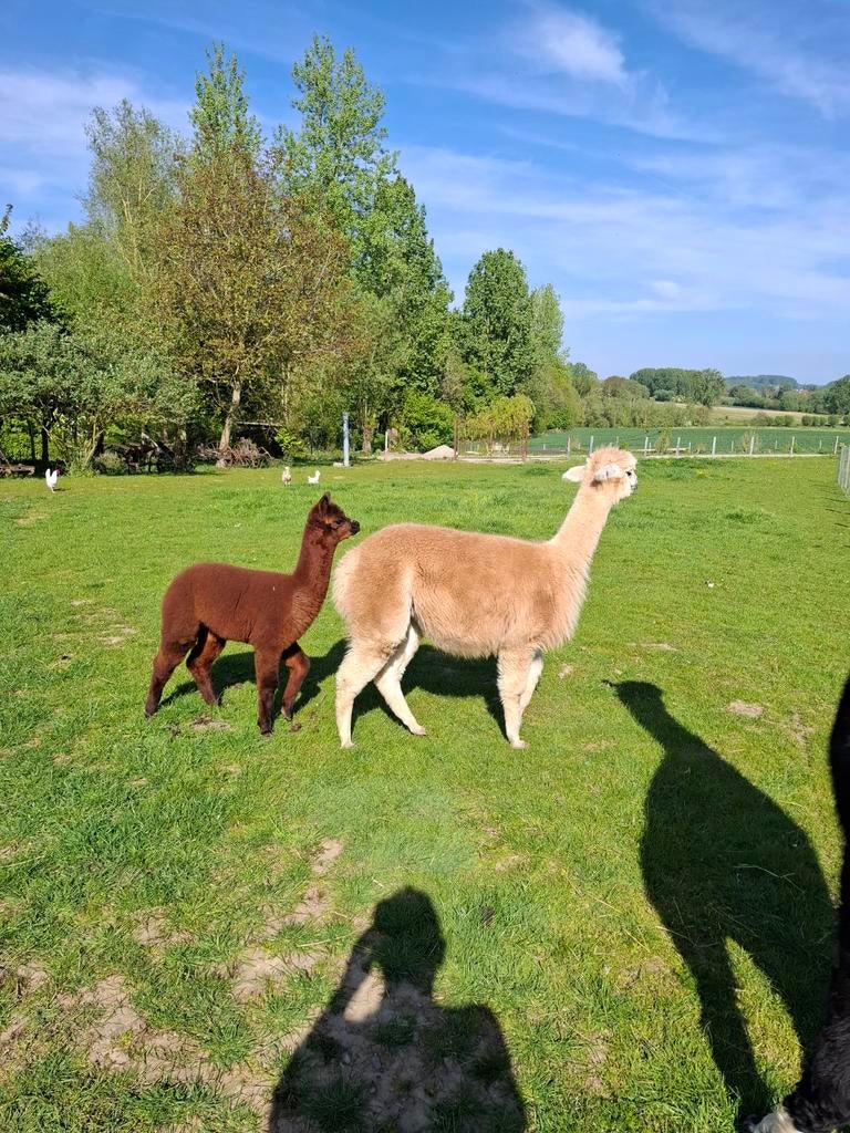Merrie met veulen / zwarte hengst / blonde ruin, Januari, Meerdere dieren