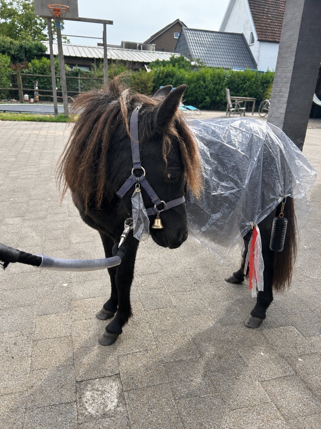 Mini shetlander merrie, Merrie