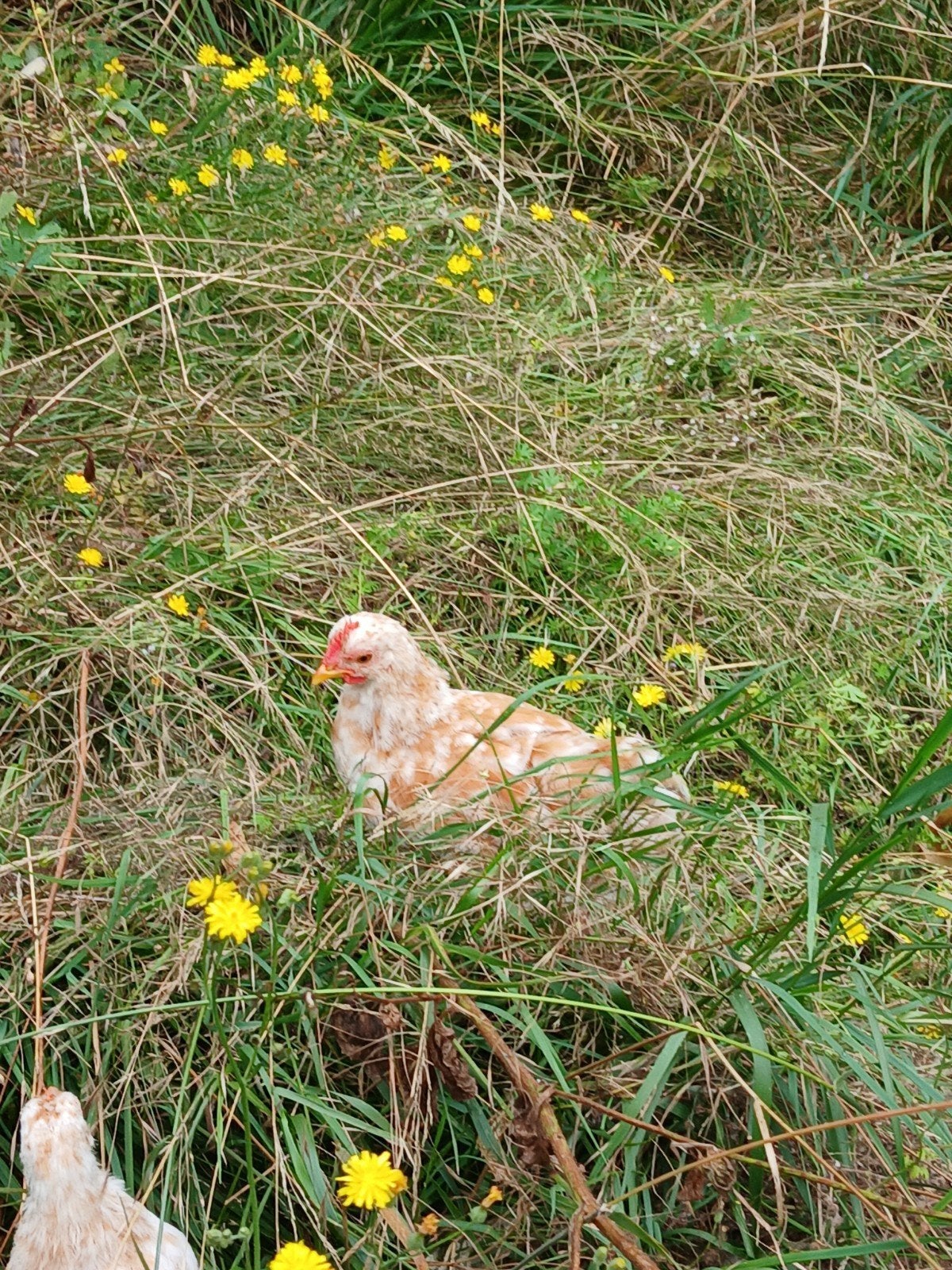 Jonge cochin kriel haantjes, Dieren en Toebehoren, Pluimvee