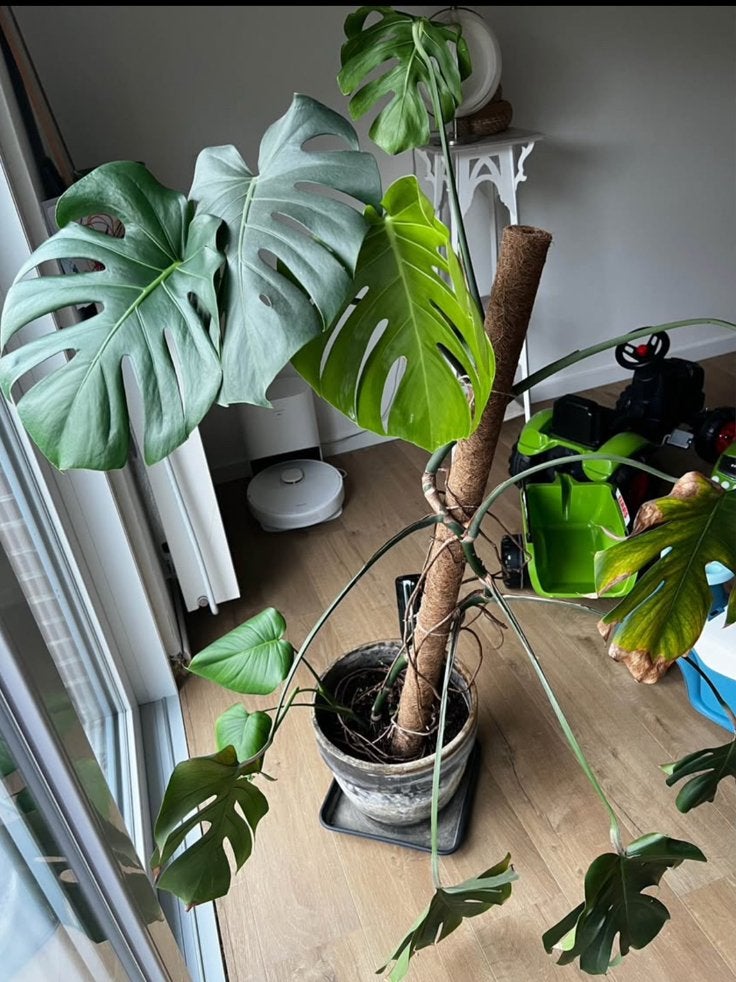 Monstera 1m60, Enlèvement