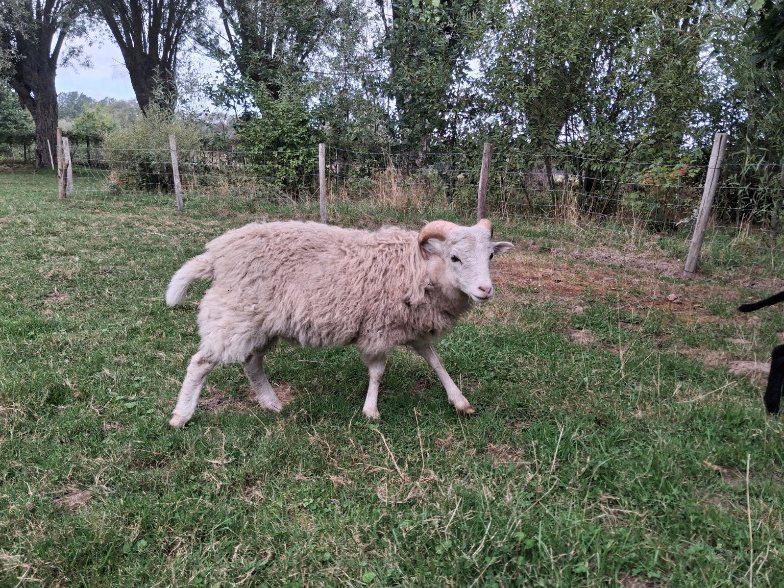 Ouessant ram, Mannelijk, 0 tot 2 jaar