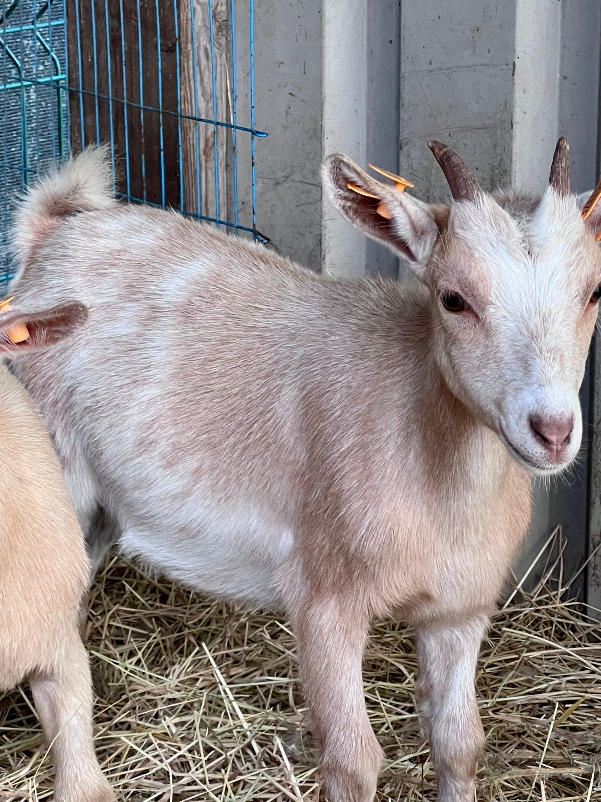 Licht abricot spikkel dwerggeit vrouwtje, Dieren en Toebehoren, Schapen, Geiten en Varkens, Vrouwelijk, Geit, 0 tot 2 jaar