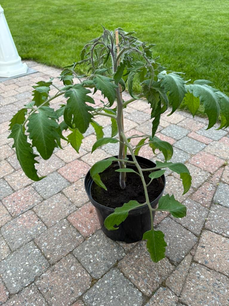 San Marzano tomatenplantjes - laatste 11stuk!, Ophalen, Zomer, Groenteplanten