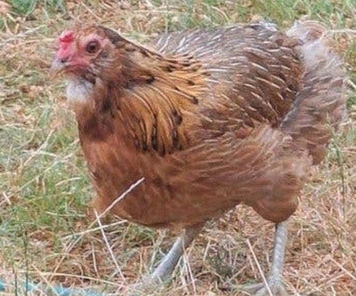 hennen, Dieren en Toebehoren