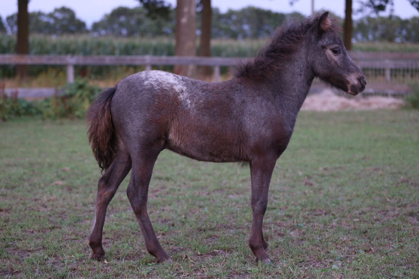 Appaloosa hengstveulens, Avec pedigree, Poney de récréation, Poney A (jusqu'à 1.17 m), Étalon