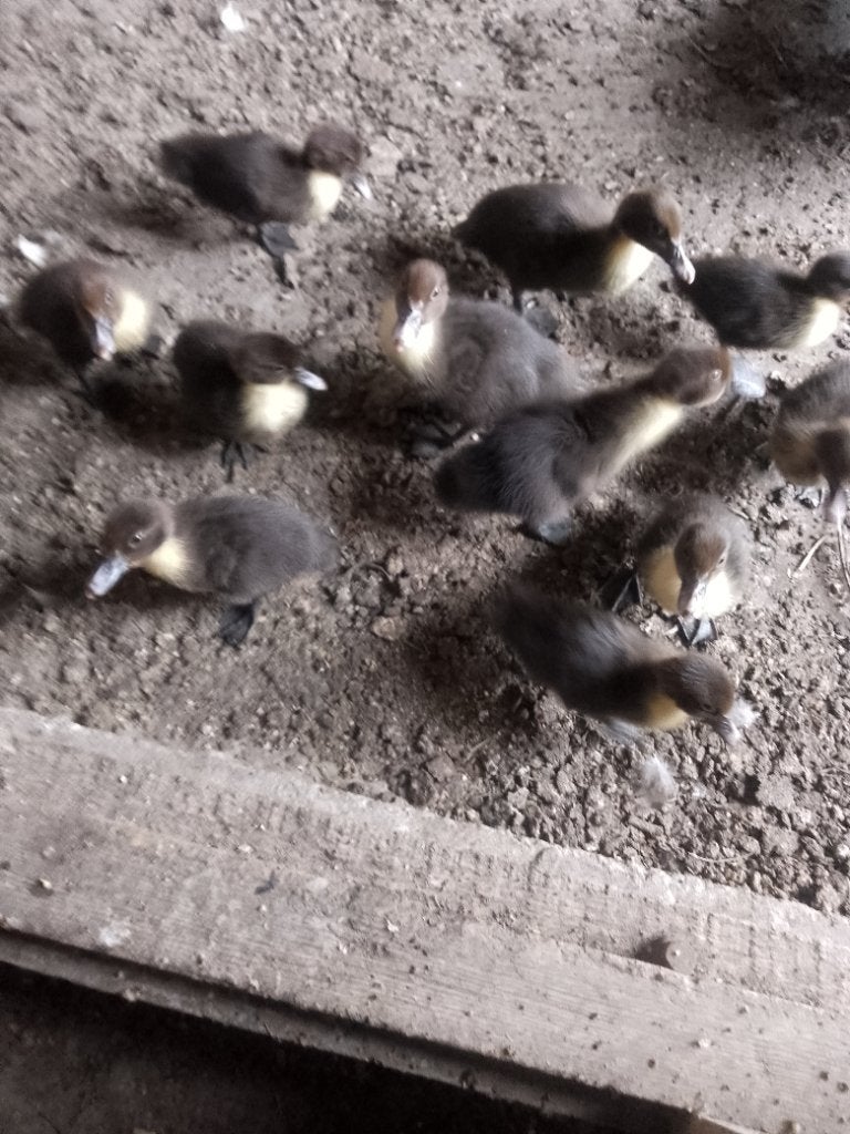 Barberie Eenden, Plusieurs animaux, Canard