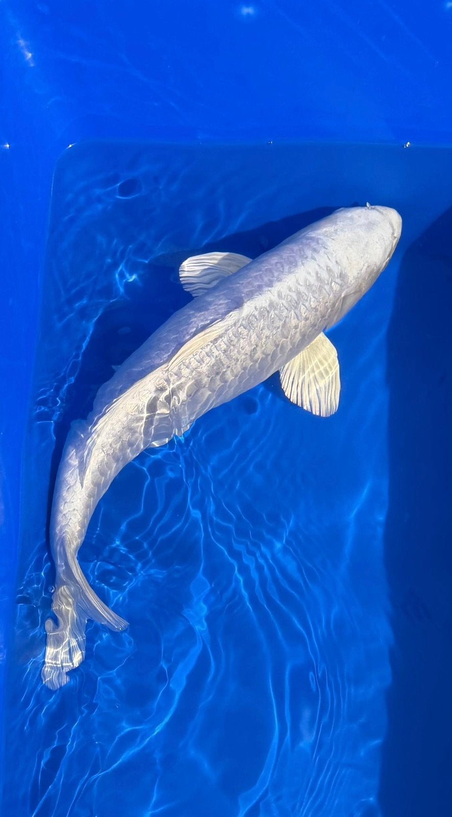 Japanse Koi Platinum Ogon 41cm, Karper of Koi