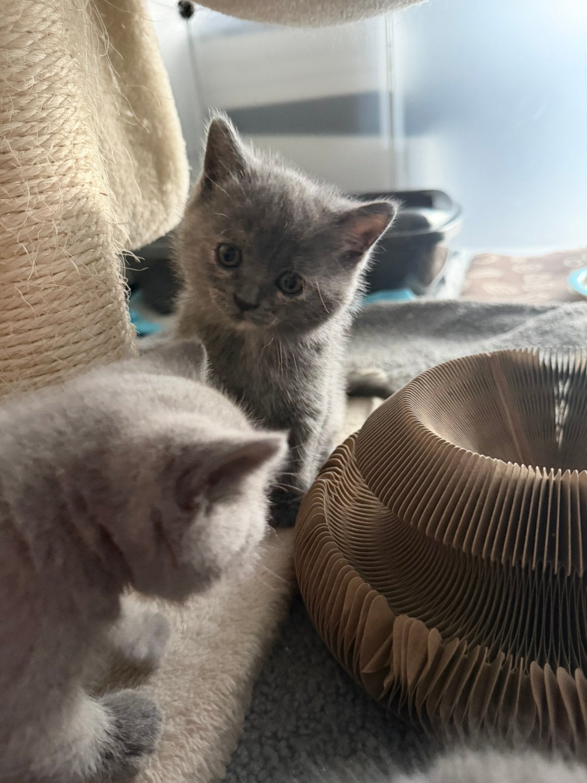 Brits korthaar meisje, Chatte ou Chat, Vermifugé, 0 à 2 ans