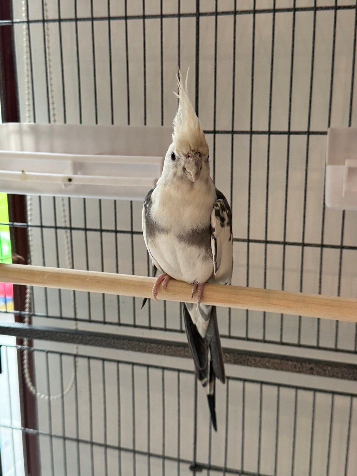Cage perruches, Animaux & Accessoires, Oiseaux | Cages & Volières, Enlèvement, Utilisé