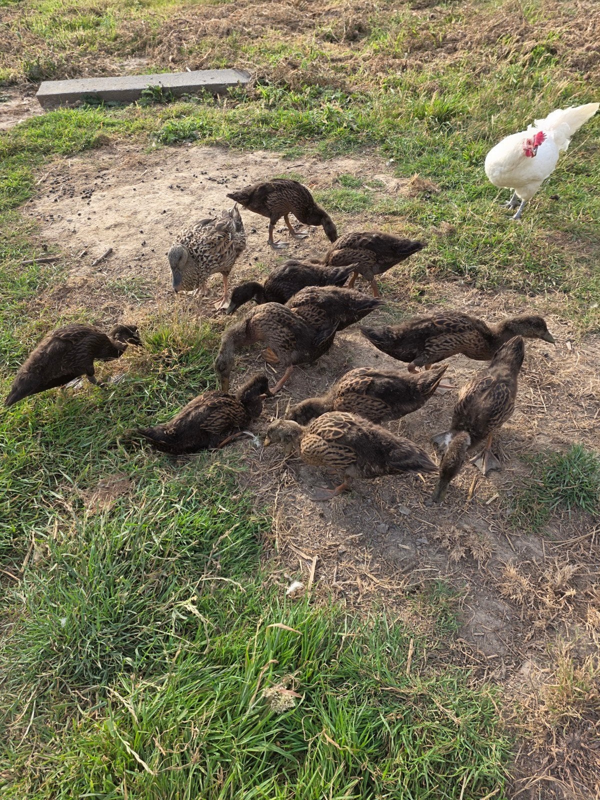 Indische loopeenden, Dieren en Toebehoren, Meerdere dieren, Eend